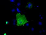 SNX9 Antibody in Immunocytochemistry (ICC/IF)