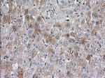 SNX9 Antibody in Immunohistochemistry (Paraffin) (IHC (P))