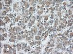 SNX9 Antibody in Immunohistochemistry (Paraffin) (IHC (P))