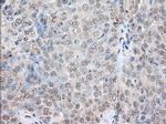 SNX9 Antibody in Immunohistochemistry (Paraffin) (IHC (P))