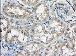 SNX9 Antibody in Immunohistochemistry (Paraffin) (IHC (P))
