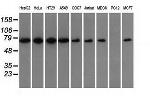 SNX9 Antibody in Western Blot (WB)