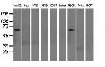 SNX9 Antibody in Western Blot (WB)