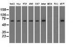 SNX9 Antibody in Western Blot (WB)