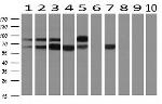 SNX9 Antibody in Western Blot (WB)