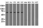 SNX9 Antibody in Western Blot (WB)