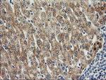 SOCS3 Antibody in Immunohistochemistry (Paraffin) (IHC (P))