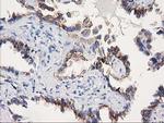 SOCS3 Antibody in Immunohistochemistry (Paraffin) (IHC (P))