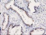 SOCS3 Antibody in Immunohistochemistry (Paraffin) (IHC (P))