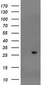 SOCS3 Antibody in Western Blot (WB)