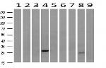 SOCS3 Antibody in Western Blot (WB)