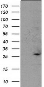 SOCS3 Antibody in Western Blot (WB)