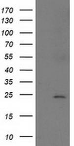 SOCS3 Antibody in Western Blot (WB)
