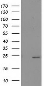 SOCS3 Antibody in Western Blot (WB)
