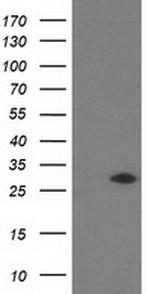SOCS3 Antibody in Western Blot (WB)