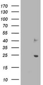 SOCS3 Antibody in Western Blot (WB)