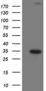 SOCS3 Antibody in Western Blot (WB)