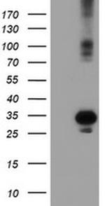 SOCS3 Antibody in Western Blot (WB)