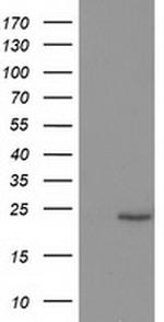 SOCS3 Antibody in Western Blot (WB)