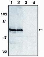BAG4 Antibody in Western Blot (WB)