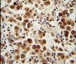 SOHLH1 Antibody in Immunohistochemistry (IHC)