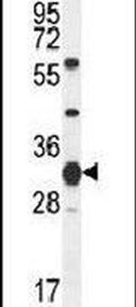 SOHLH1 Antibody in Western Blot (WB)