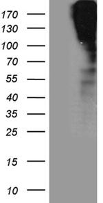 SORL1 Antibody in Western Blot (WB)