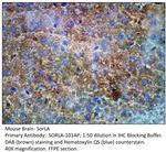 SorLA Polyclonal Antibody