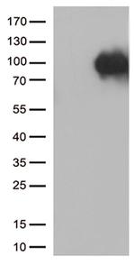 SORT1 Antibody in Western Blot (WB)