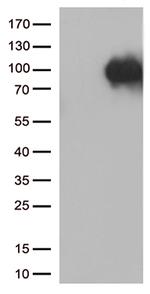 SORT1 Antibody in Western Blot (WB)