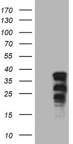 SOX21 Antibody in Western Blot (WB)