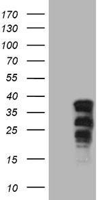 SOX21 Antibody in Western Blot (WB)