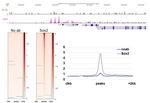 SOX2 Antibody in CUT&RUN (CUT&RUN)