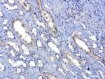 SOX5 Antibody in Immunohistochemistry (Paraffin) (IHC (P))