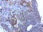 SOX5 Antibody in Immunohistochemistry (Paraffin) (IHC (P))