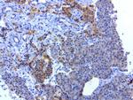 SOX5 Antibody in Immunohistochemistry (Paraffin) (IHC (P))