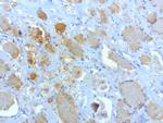 SOX5 Antibody in Immunohistochemistry (Paraffin) (IHC (P))