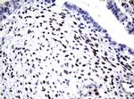 SOX5 Antibody in Immunohistochemistry (Paraffin) (IHC (P))