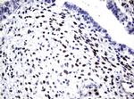 SOX5 Antibody in Immunohistochemistry (Paraffin) (IHC (P))