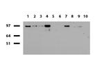 SOX5 Antibody in Western Blot (WB)