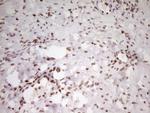 SP110 Antibody in Immunohistochemistry (Paraffin) (IHC (P))