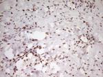 SP110 Antibody in Immunohistochemistry (Paraffin) (IHC (P))