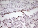 SP110 Antibody in Immunohistochemistry (Paraffin) (IHC (P))