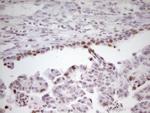 SP110 Antibody in Immunohistochemistry (Paraffin) (IHC (P))