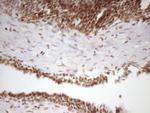 SP110 Antibody in Immunohistochemistry (Paraffin) (IHC (P))