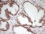 SP110 Antibody in Immunohistochemistry (Paraffin) (IHC (P))
