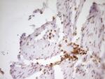SP110 Antibody in Immunohistochemistry (Paraffin) (IHC (P))