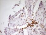 SP110 Antibody in Immunohistochemistry (Paraffin) (IHC (P))