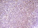 SP110 Antibody in Immunohistochemistry (Paraffin) (IHC (P))