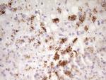 SP110 Antibody in Immunohistochemistry (Paraffin) (IHC (P))